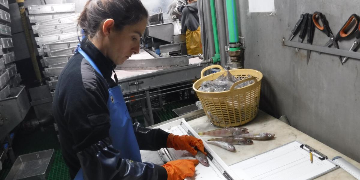 Una observadora de pesca marítima, realizando su labor